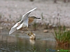 Uccelli ciconiiformi 23 - Sgarza ciuffetto.jpg